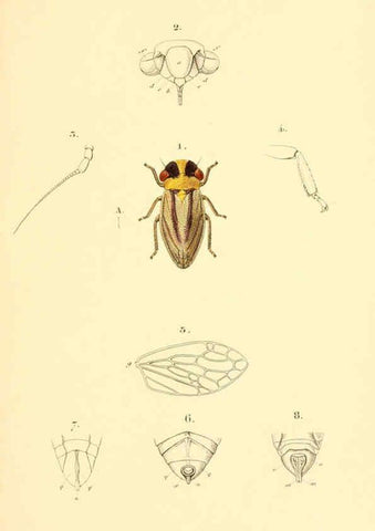 Reproducción/Reproduction 6049875230: Genera quædam insectorum. Iconibus illustravit et descripsit Hermannus Burmeister ... Volumen I. continet tabulas XL. Berlini,sumtibus A. Burmeister,1838-46