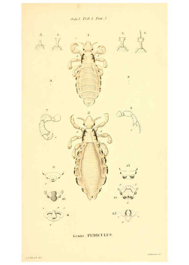 Reproducción/Reproduction 6049874960: Genera quædam insectorum. Iconibus illustravit et descripsit Hermannus Burmeister ... Volumen I. continet tabulas XL. Berlini,sumtibus A. Burmeister,1838-46