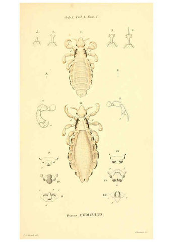 Reproducción/Reproduction 6049874960: Genera quædam insectorum. Iconibus illustravit et descripsit Hermannus Burmeister ... Volumen I. continet tabulas XL. Berlini,sumtibus A. Burmeister,1838-46