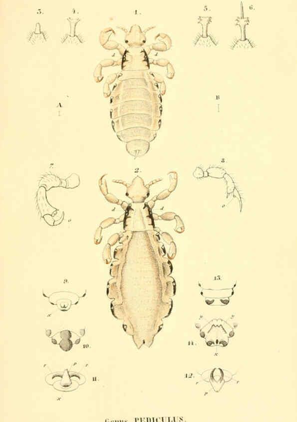 Reproducción/Reproduction 6049874960: Genera quædam insectorum. Iconibus illustravit et descripsit Hermannus Burmeister ... Volumen I. continet tabulas XL. Berlini,sumtibus A. Burmeister,1838-46