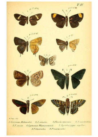 Reproducción/Reproduction 6049828630: Enumeratio corporum animalium Musei imperialis Academiae scientiarum Petropolitanae Petropoli :Typis Academiae scientiarum imperialis,1855-1863