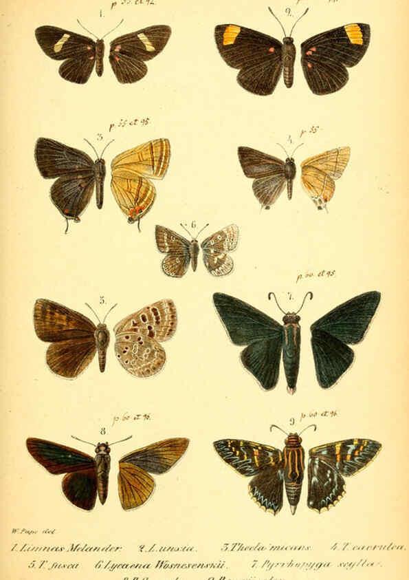 Reproducción/Reproduction 6049828630: Enumeratio corporum animalium Musei imperialis Academiae scientiarum Petropolitanae Petropoli :Typis Academiae scientiarum imperialis,1855-1863