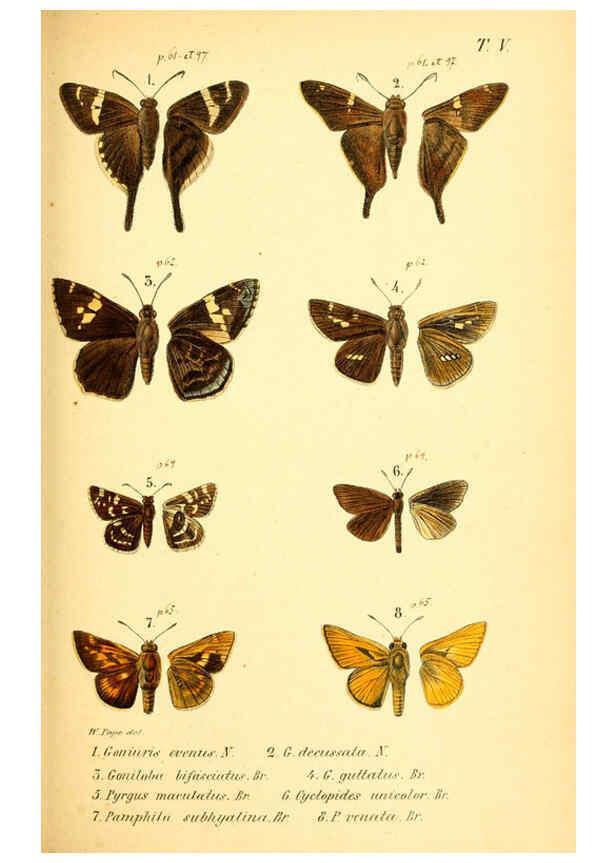 Reproducción/Reproduction 6049276115: Enumeratio corporum animalium Musei imperialis Academiae scientiarum Petropolitanae Petropoli :Typis Academiae scientiarum imperialis,1855-1863
