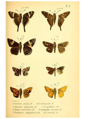Reproducción/Reproduction 6049276115: Enumeratio corporum animalium Musei imperialis Academiae scientiarum Petropolitanae Petropoli :Typis Academiae scientiarum imperialis,1855-1863