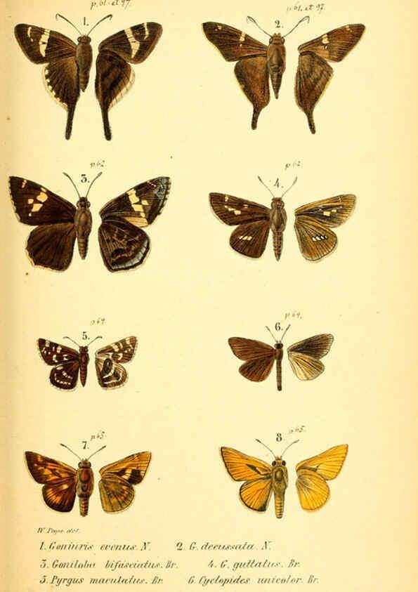 Reproducción/Reproduction 6049276115: Enumeratio corporum animalium Musei imperialis Academiae scientiarum Petropolitanae Petropoli :Typis Academiae scientiarum imperialis,1855-1863