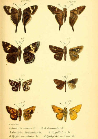 Reproducción/Reproduction 6049276115: Enumeratio corporum animalium Musei imperialis Academiae scientiarum Petropolitanae Petropoli :Typis Academiae scientiarum imperialis,1855-1863