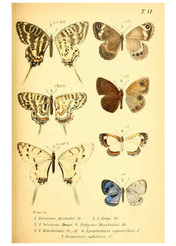 Reproducción/Reproduction 6049829084: Enumeratio corporum animalium Musei imperialis Academiae scientiarum Petropolitanae Petropoli :Typis Academiae scientiarum imperialis,1855-1863