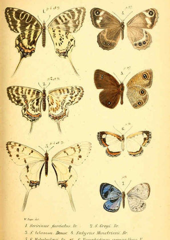 Reproducción/Reproduction 6049829084: Enumeratio corporum animalium Musei imperialis Academiae scientiarum Petropolitanae Petropoli :Typis Academiae scientiarum imperialis,1855-1863
