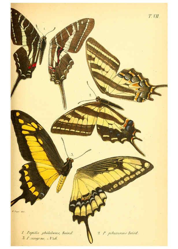 Reproducción/Reproduction 6049276803: Enumeratio corporum animalium Musei imperialis Academiae scientiarum Petropolitanae Petropoli :Typis Academiae scientiarum imperialis,1855-1863