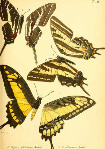 Reproducción/Reproduction 6049276803: Enumeratio corporum animalium Musei imperialis Academiae scientiarum Petropolitanae Petropoli :Typis Academiae scientiarum imperialis,1855-1863