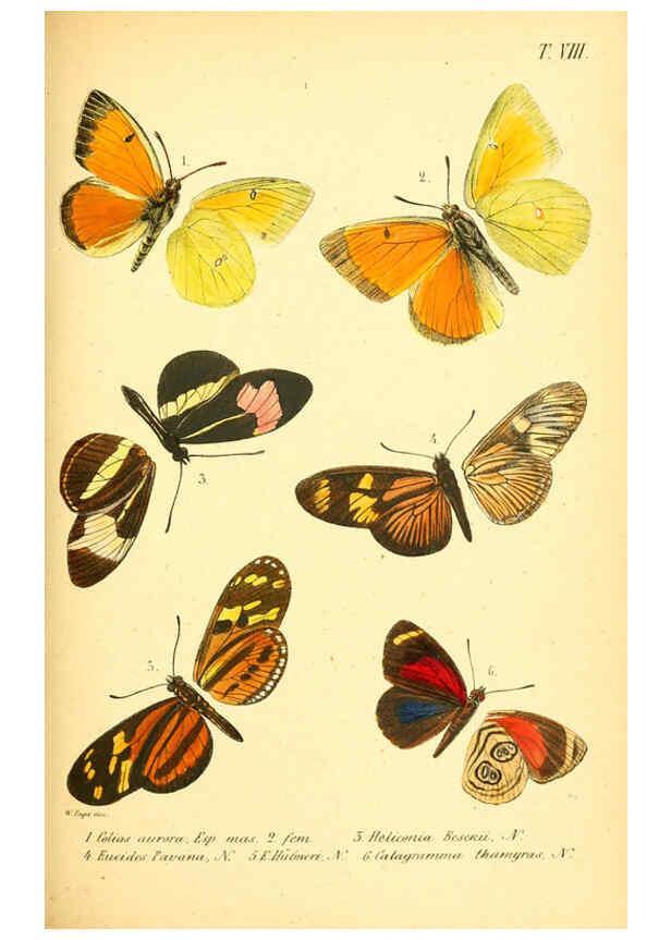 Reproducción/Reproduction 6049277155: Enumeratio corporum animalium Musei imperialis Academiae scientiarum Petropolitanae Petropoli :Typis Academiae scientiarum imperialis,1855-1863