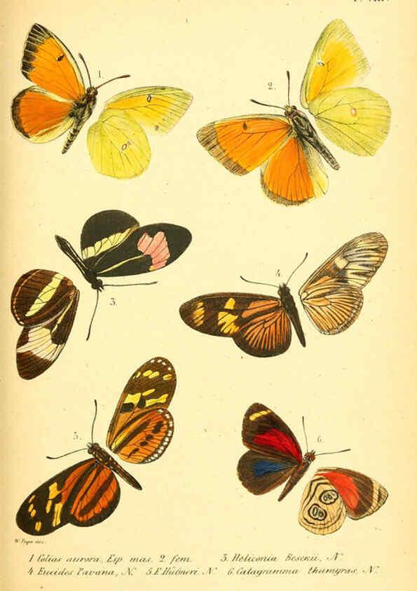 Reproducción/Reproduction 6049277155: Enumeratio corporum animalium Musei imperialis Academiae scientiarum Petropolitanae Petropoli :Typis Academiae scientiarum imperialis,1855-1863