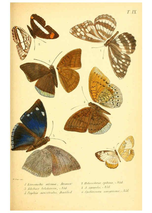 Reproducción/Reproduction 6049277535: Enumeratio corporum animalium Musei imperialis Academiae scientiarum Petropolitanae Petropoli :Typis Academiae scientiarum imperialis,1855-1863
