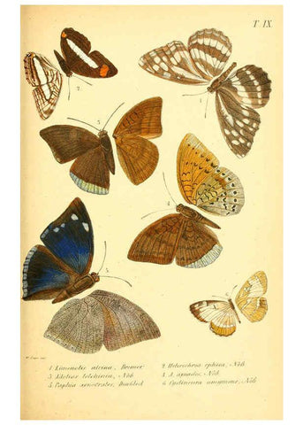 Reproducción/Reproduction 6049277535: Enumeratio corporum animalium Musei imperialis Academiae scientiarum Petropolitanae Petropoli :Typis Academiae scientiarum imperialis,1855-1863