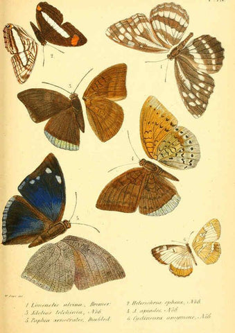 Reproducción/Reproduction 6049277535: Enumeratio corporum animalium Musei imperialis Academiae scientiarum Petropolitanae Petropoli :Typis Academiae scientiarum imperialis,1855-1863