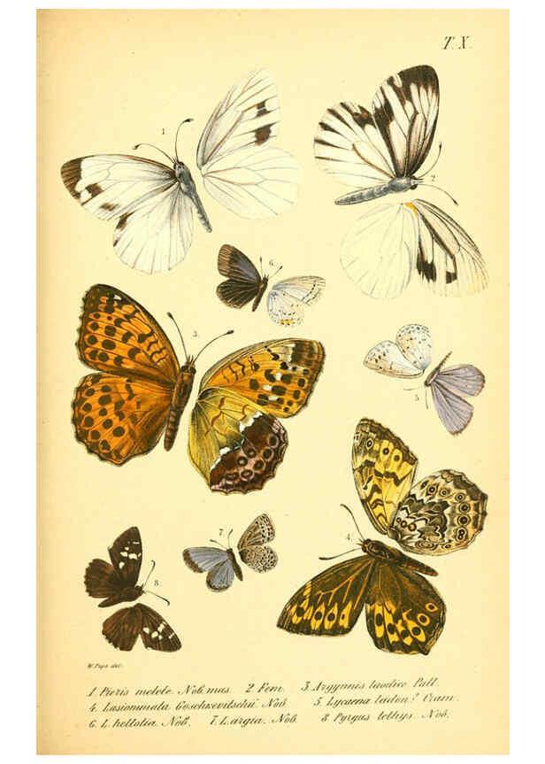 Reproducción/Reproduction 6049830866: Enumeratio corporum animalium Musei imperialis Academiae scientiarum Petropolitanae Petropoli :Typis Academiae scientiarum imperialis,1855-1863