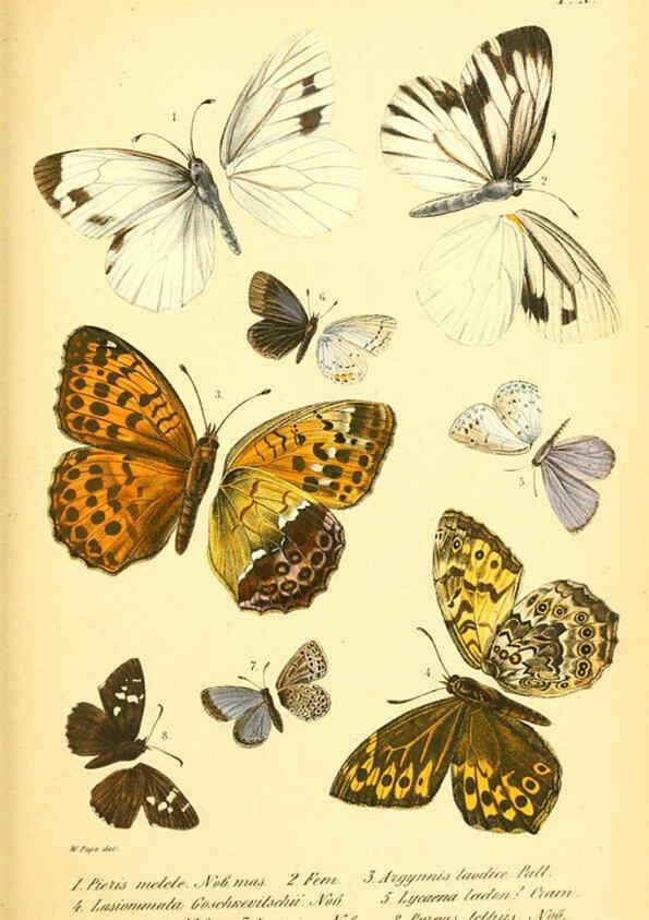 Reproducción/Reproduction 6049830866: Enumeratio corporum animalium Musei imperialis Academiae scientiarum Petropolitanae Petropoli :Typis Academiae scientiarum imperialis,1855-1863