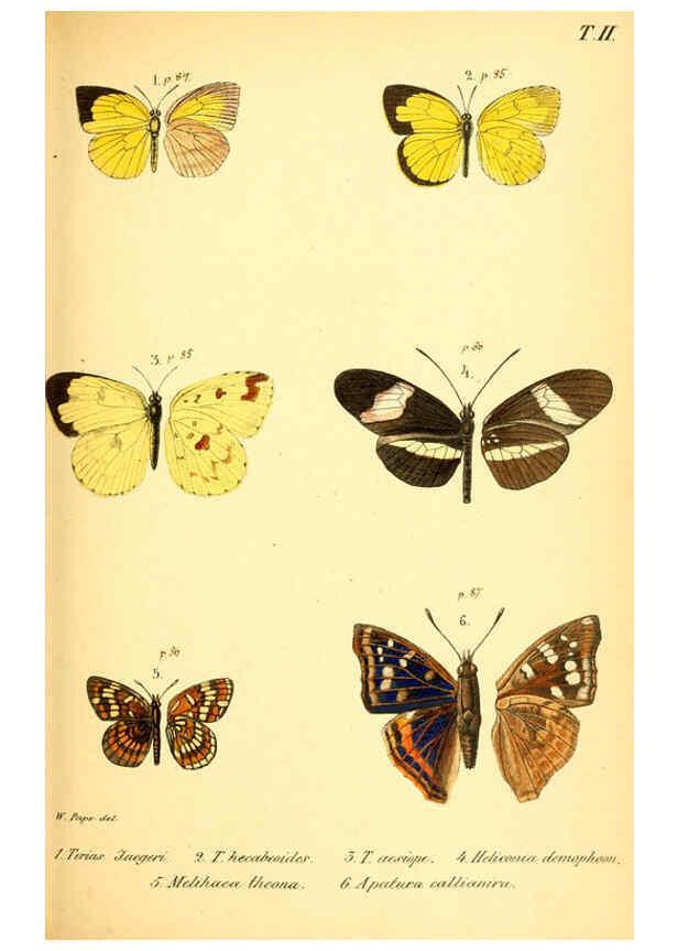 Reproducción/Reproduction 6049828142: Enumeratio corporum animalium Musei imperialis Academiae scientiarum Petropolitanae Petropoli :Typis Academiae scientiarum imperialis,1855-1863
