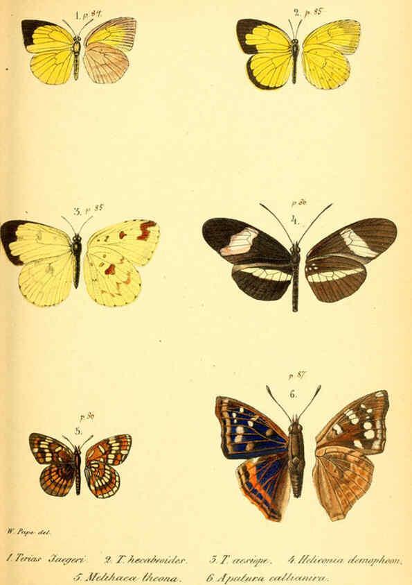 Reproducción/Reproduction 6049828142: Enumeratio corporum animalium Musei imperialis Academiae scientiarum Petropolitanae Petropoli :Typis Academiae scientiarum imperialis,1855-1863