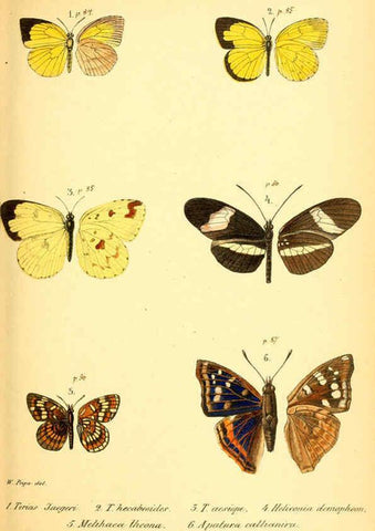 Reproducción/Reproduction 6049828142: Enumeratio corporum animalium Musei imperialis Academiae scientiarum Petropolitanae Petropoli :Typis Academiae scientiarum imperialis,1855-1863