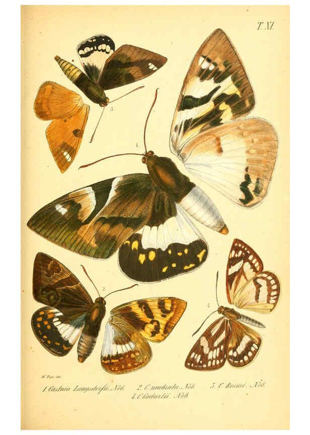 Reproducción/Reproduction 6049278519: Enumeratio corporum animalium Musei imperialis Academiae scientiarum Petropolitanae Petropoli :Typis Academiae scientiarum imperialis,1855-1863