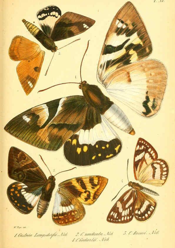 Reproducción/Reproduction 6049278519: Enumeratio corporum animalium Musei imperialis Academiae scientiarum Petropolitanae Petropoli :Typis Academiae scientiarum imperialis,1855-1863