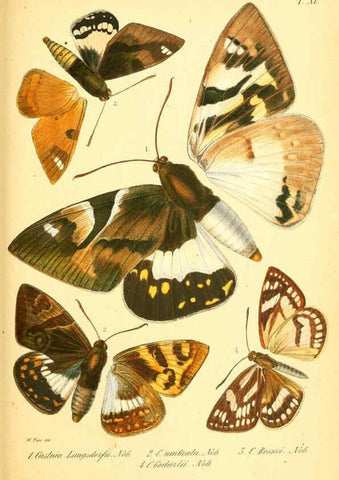 Reproducción/Reproduction 6049278519: Enumeratio corporum animalium Musei imperialis Academiae scientiarum Petropolitanae Petropoli :Typis Academiae scientiarum imperialis,1855-1863