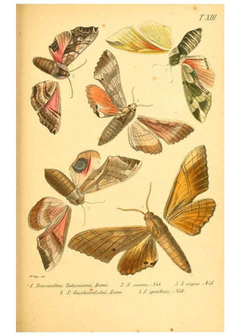 Reproducción/Reproduction 6049832206: Enumeratio corporum animalium Musei imperialis Academiae scientiarum Petropolitanae Petropoli :Typis Academiae scientiarum imperialis,1855-1863