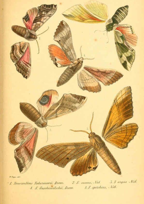 Reproducción/Reproduction 6049832206: Enumeratio corporum animalium Musei imperialis Academiae scientiarum Petropolitanae Petropoli :Typis Academiae scientiarum imperialis,1855-1863
