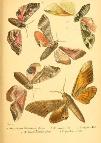 Reproducción/Reproduction 6049832206: Enumeratio corporum animalium Musei imperialis Academiae scientiarum Petropolitanae Petropoli :Typis Academiae scientiarum imperialis,1855-1863