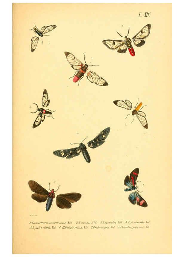 Reproducción/Reproduction 6049279711: Enumeratio corporum animalium Musei imperialis Academiae scientiarum Petropolitanae Petropoli :Typis Academiae scientiarum imperialis,1855-1863