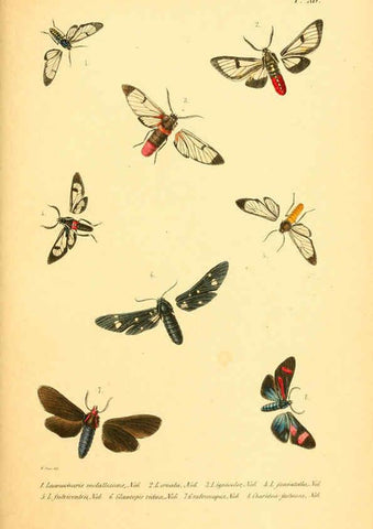 Reproducción/Reproduction 6049279711: Enumeratio corporum animalium Musei imperialis Academiae scientiarum Petropolitanae Petropoli :Typis Academiae scientiarum imperialis,1855-1863