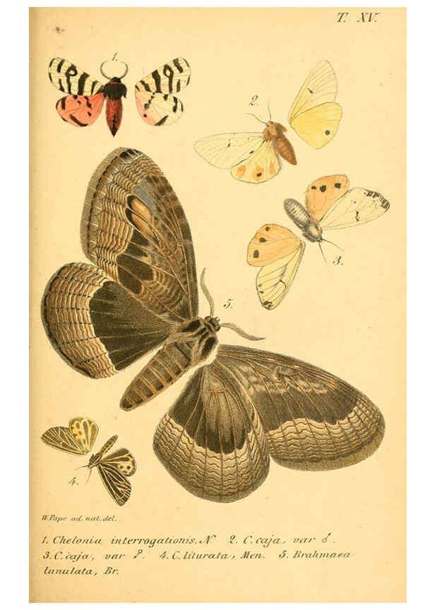 Reproducción/Reproduction 6049832756: Enumeratio corporum animalium Musei imperialis Academiae scientiarum Petropolitanae Petropoli :Typis Academiae scientiarum imperialis,1855-1863