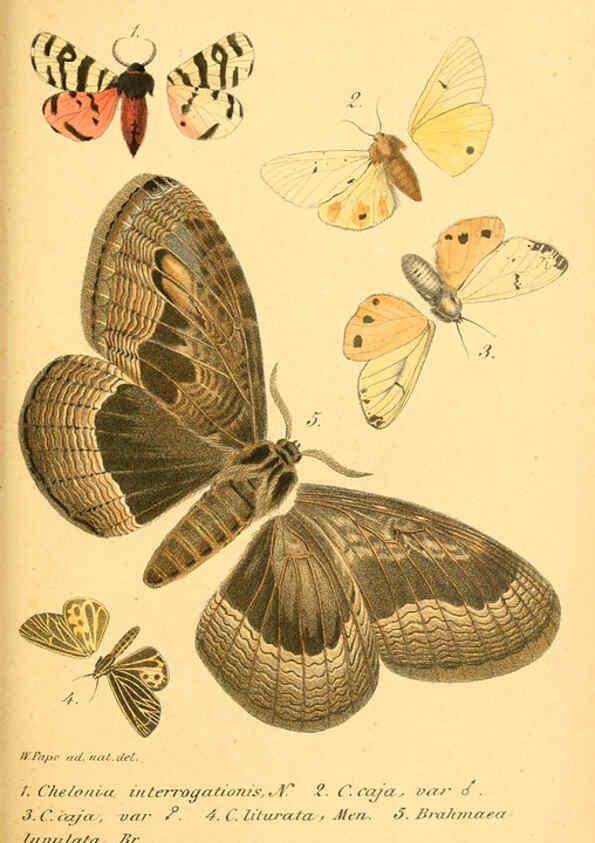 Reproducción/Reproduction 6049832756: Enumeratio corporum animalium Musei imperialis Academiae scientiarum Petropolitanae Petropoli :Typis Academiae scientiarum imperialis,1855-1863