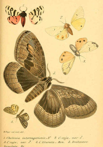 Reproducción/Reproduction 6049832756: Enumeratio corporum animalium Musei imperialis Academiae scientiarum Petropolitanae Petropoli :Typis Academiae scientiarum imperialis,1855-1863