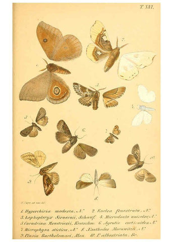 Reproducción/Reproduction 6049280255: Enumeratio corporum animalium Musei imperialis Academiae scientiarum Petropolitanae Petropoli :Typis Academiae scientiarum imperialis,1855-1863