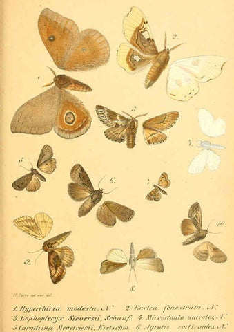 Reproducción/Reproduction 6049280255: Enumeratio corporum animalium Musei imperialis Academiae scientiarum Petropolitanae Petropoli :Typis Academiae scientiarum imperialis,1855-1863