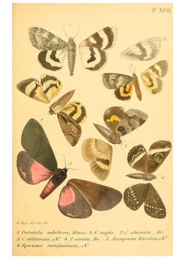 Reproducción/Reproduction 6049280629: Enumeratio corporum animalium Musei imperialis Academiae scientiarum Petropolitanae Petropoli :Typis Academiae scientiarum imperialis,1855-1863
