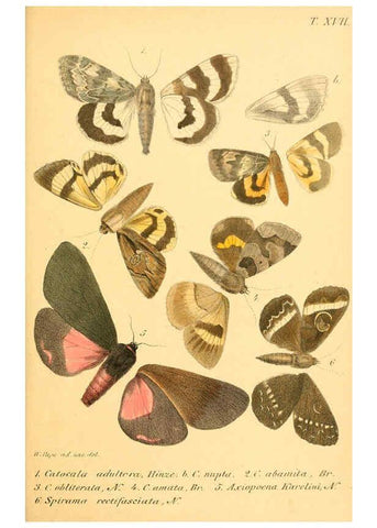 Reproducción/Reproduction 6049280629: Enumeratio corporum animalium Musei imperialis Academiae scientiarum Petropolitanae Petropoli :Typis Academiae scientiarum imperialis,1855-1863