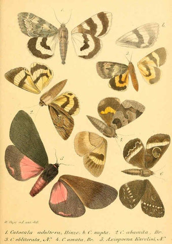Reproducción/Reproduction 6049280629: Enumeratio corporum animalium Musei imperialis Academiae scientiarum Petropolitanae Petropoli :Typis Academiae scientiarum imperialis,1855-1863