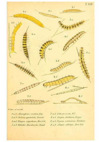 Reproducción/Reproduction 6049834024: Enumeratio corporum animalium Musei imperialis Academiae scientiarum Petropolitanae Petropoli :Typis Academiae scientiarum imperialis,1855-1863