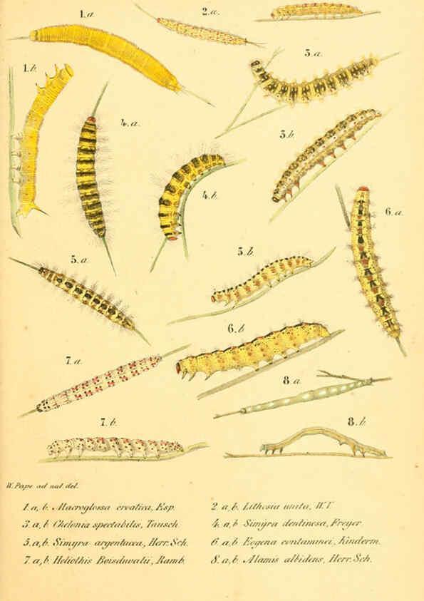 Reproducción/Reproduction 6049834024: Enumeratio corporum animalium Musei imperialis Academiae scientiarum Petropolitanae Petropoli :Typis Academiae scientiarum imperialis,1855-1863