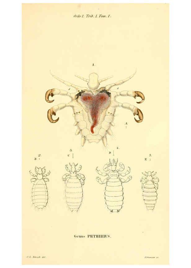 Reproducción/Reproduction 6049322095: Genera quædam insectorum. Iconibus illustravit et descripsit Hermannus Burmeister ... Volumen I. continet tabulas XL. Berlini,sumtibus A. Burmeister,1838-46
