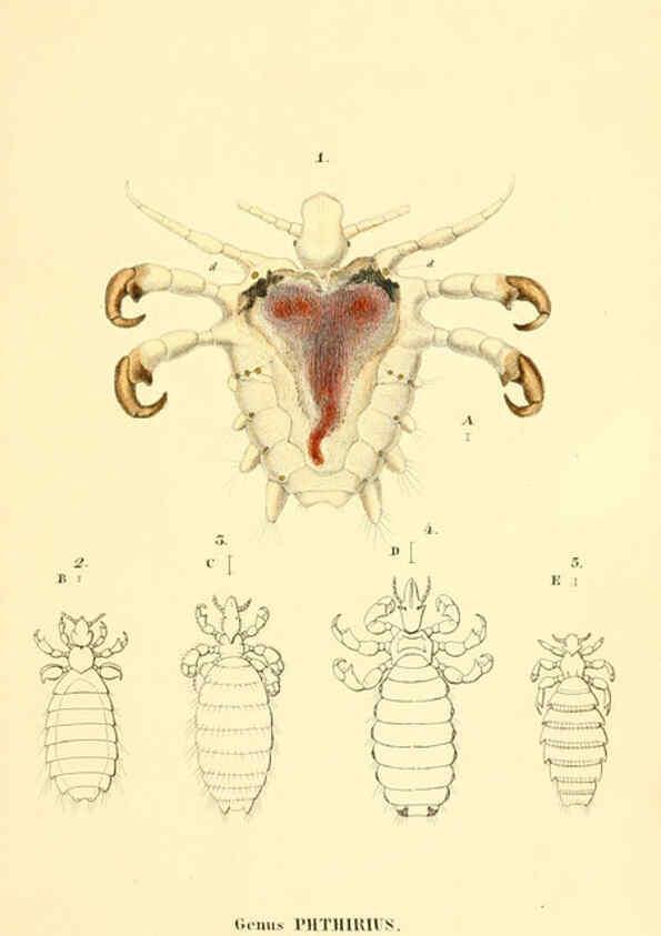 Reproducción/Reproduction 6049322095: Genera quædam insectorum. Iconibus illustravit et descripsit Hermannus Burmeister ... Volumen I. continet tabulas XL. Berlini,sumtibus A. Burmeister,1838-46