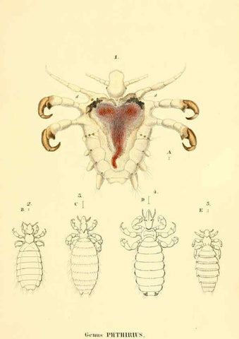 Reproducción/Reproduction 6049322095: Genera quædam insectorum. Iconibus illustravit et descripsit Hermannus Burmeister ... Volumen I. continet tabulas XL. Berlini,sumtibus A. Burmeister,1838-46