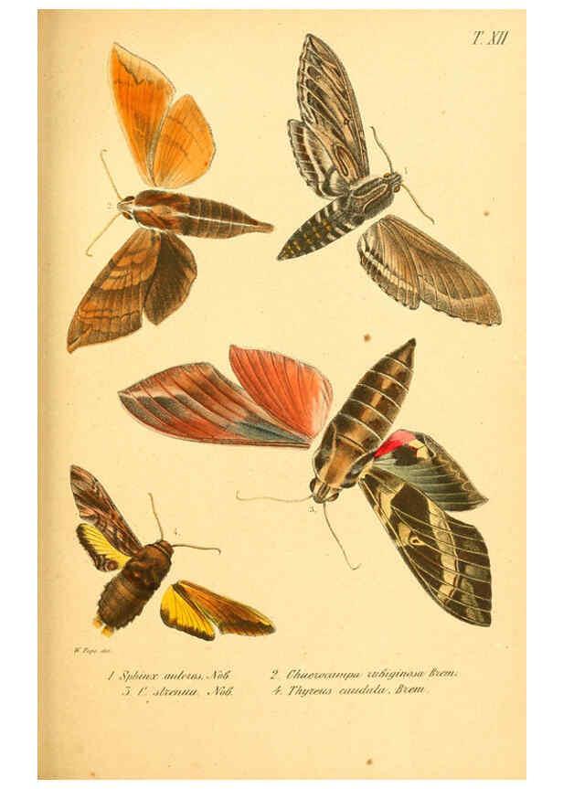 Reproducción/Reproduction 6049831598: Enumeratio corporum animalium Musei imperialis Academiae scientiarum Petropolitanae Petropoli :Typis Academiae scientiarum imperialis,1855-1863
