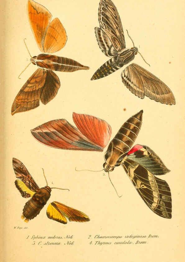 Reproducción/Reproduction 6049831598: Enumeratio corporum animalium Musei imperialis Academiae scientiarum Petropolitanae Petropoli :Typis Academiae scientiarum imperialis,1855-1863