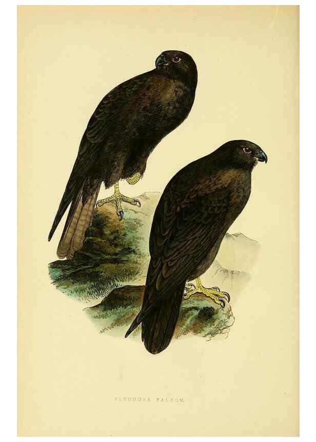 Reproducción/Reproduction 6050322582: A history of the birds of Europe, not observed in the British Isles. v.1 London :G. Bell & Sons,1875-1876