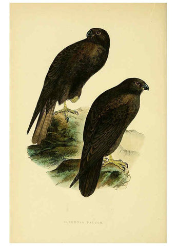 Reproducción/Reproduction 6050322582: A history of the birds of Europe, not observed in the British Isles. v.1 London :G. Bell & Sons,1875-1876