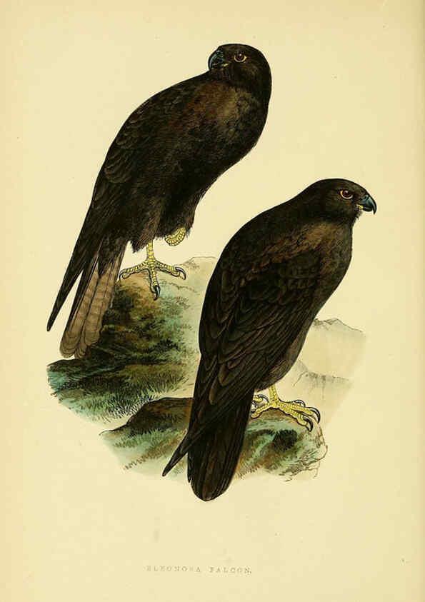 Reproducción/Reproduction 6050322582: A history of the birds of Europe, not observed in the British Isles. v.1 London :G. Bell & Sons,1875-1876
